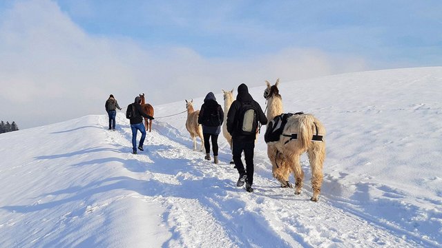 Lama-Wanderung im Winter in Huttwil